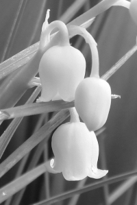 Lily of the Valley 1