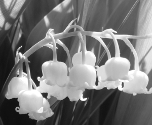 Lily of the Valley 2